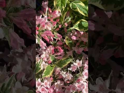 Variegated Weigela