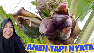 VIRAL SATU POHON PISANG 3 JANTUNG