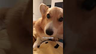 nini：不带我出门是吧？我烦死你#柯基 #养狗的乐趣