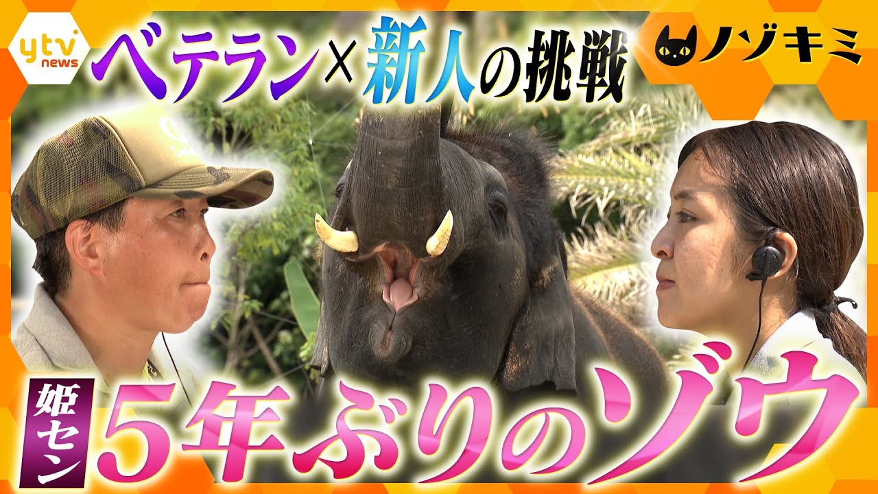 姫路セントラルパークに5年ぶりのゾウ！ベテラン新人コンビの挑戦【かんさい情報ネット ten.特集/ノゾキミ】