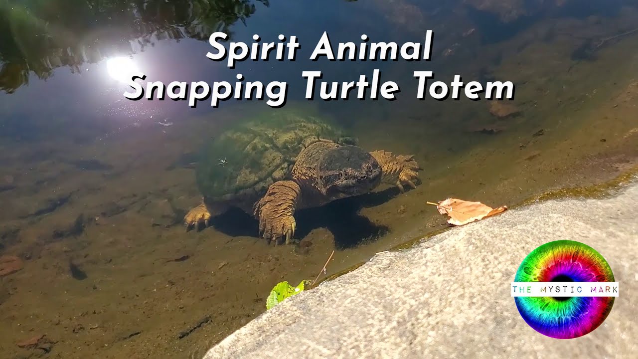 Spirit Animal Totem - The Snapping Turtle - YouTube