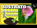 ✔️🔴🟣🟡 Cómo Preparar el Sustrato para las Calas de Colores y Cuál es el MEJOR SUSTRATO para la Cala