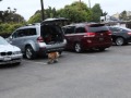 Maggie May Riding Her Skateboard at Rancho Coastal Humane Society