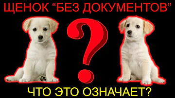 🐕📝🐾 Щенок 