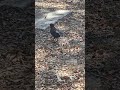 this poor bird seems sick 😫 ill never know for sure because he disappeared into the brush. #wildlife
