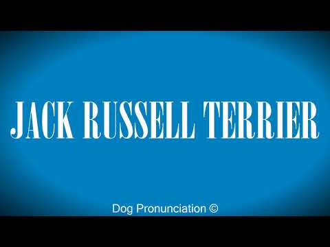 How to pronounce  JACK RUSSELL TERRIER