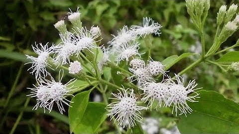 Cỏ Lào (Yến Bạch) công dụng và tác dụng chữa bệnh của cỏ lào | Thịnh Nông Nghiệp