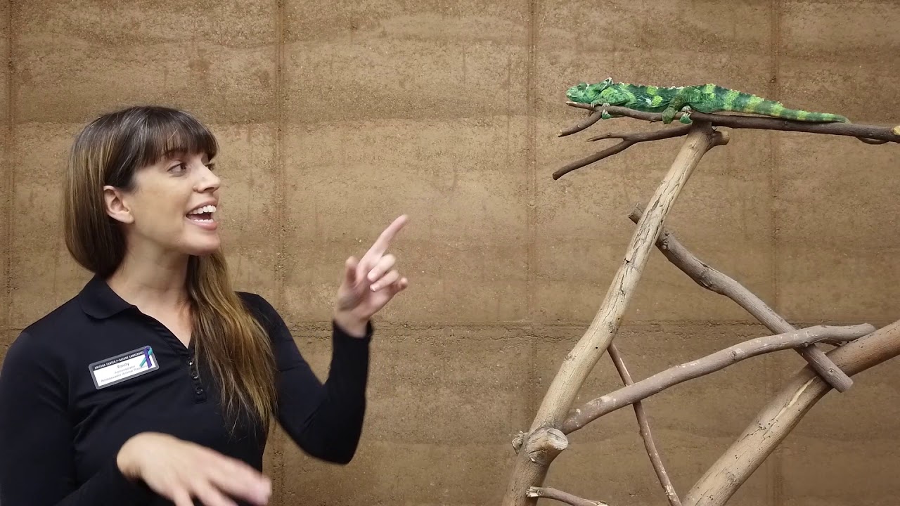 Digital Safari: Hidden Gems Episode 2 --Incognito the Chameleon 