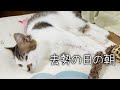 去勢の日の朝の保護猫兄弟の様子