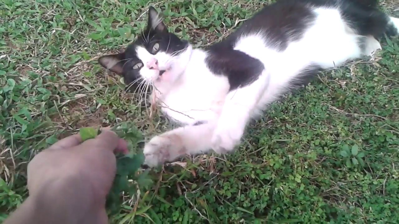 Cat On Malay Catnip Herbs Cat Reaction Rindu Safrithecatguy Youtube