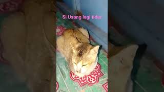 _Si Usang lagi tidur_ #shorts #cat #catlove #cutecat #imut #lucu #tidur