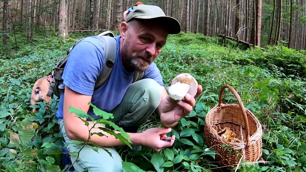 Грибний АДРЕНАЛІН!..Білі Гриби просто під ногами!..Тільки встигай збирати!