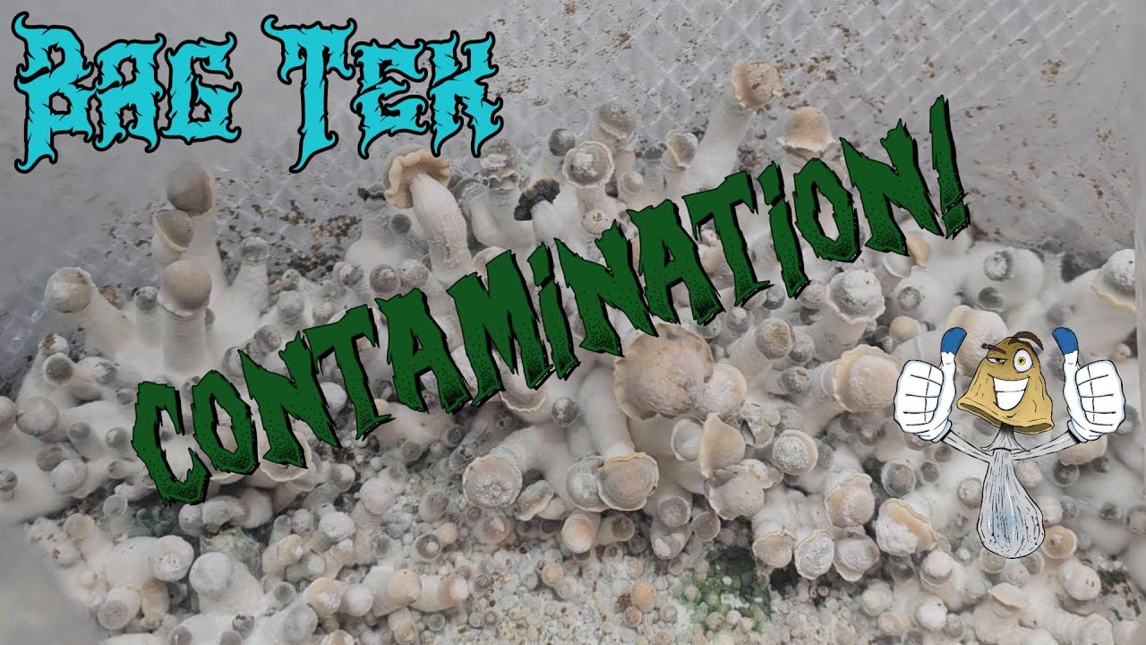 Bag Tek Contamination | Massive Outbreak! - YouTube
