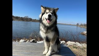 Dasher - 10 Month Old Alaskan Malamute - Dog Training Omaha NE, Off Leash Reliable Dog Training by Nebraskadogtrainers.com 85 views 2 weeks ago 5 minutes, 28 seconds