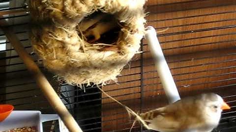 Zebra Finches Like To Build Nests