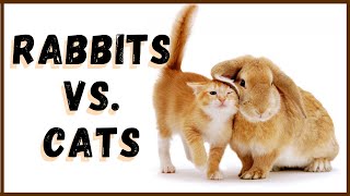 Rabbits VS. Cats