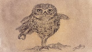 drawing sketch owl biro pen pastel background
