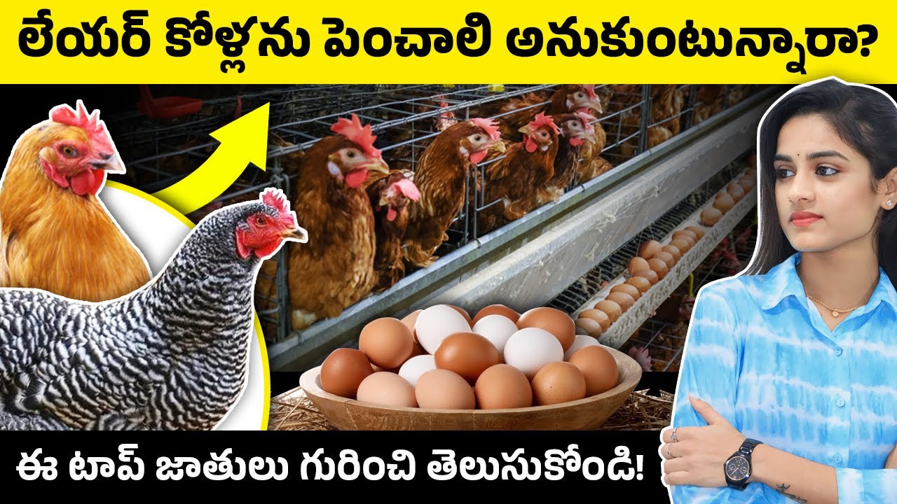 Egg Poultry Farming Telugu Best Chickens For Laying Eggs Farming