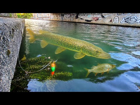 This crazy pike swallows 4 live baits in a row right before my eyes!!