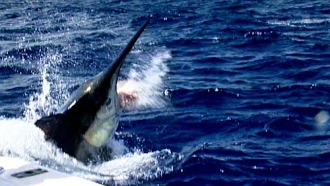 Granders in the Great Barrier Reef: 1000 Pound Black Marlin