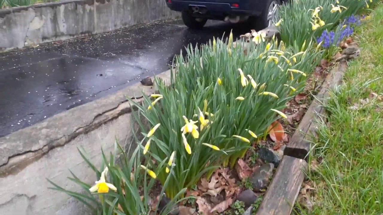 Daffodils in my yard/March 24, 2020 YouTube
