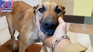 Left to Die at a Bus Stop — Because She Got Old #animalrescue #rescuedog #dogrescue #dogs