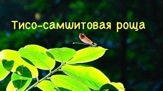 Тисо-самшитовая роща. Большое кольцо 5 км. Мы это сделали!