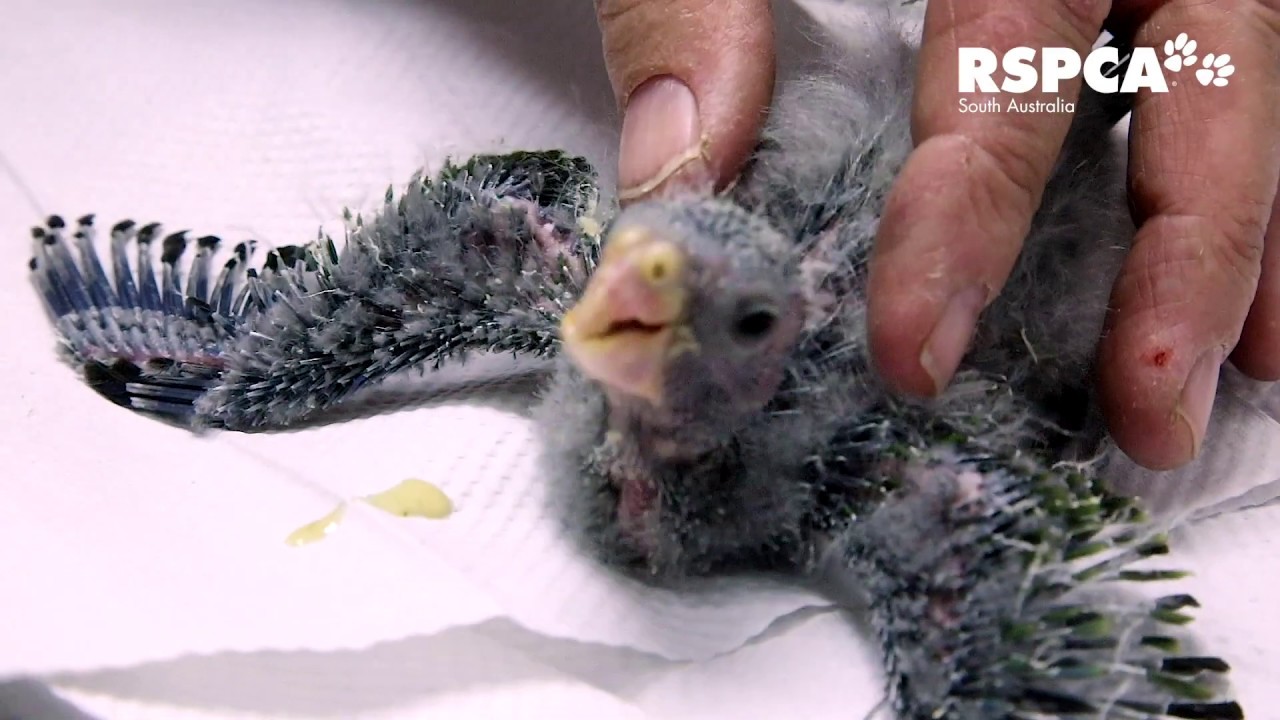 It’s feeding time for two baby rosella chicks YouTube