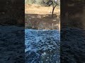 مجموعة من الغزلان من حديقة الحيوانات الرباط المغرب