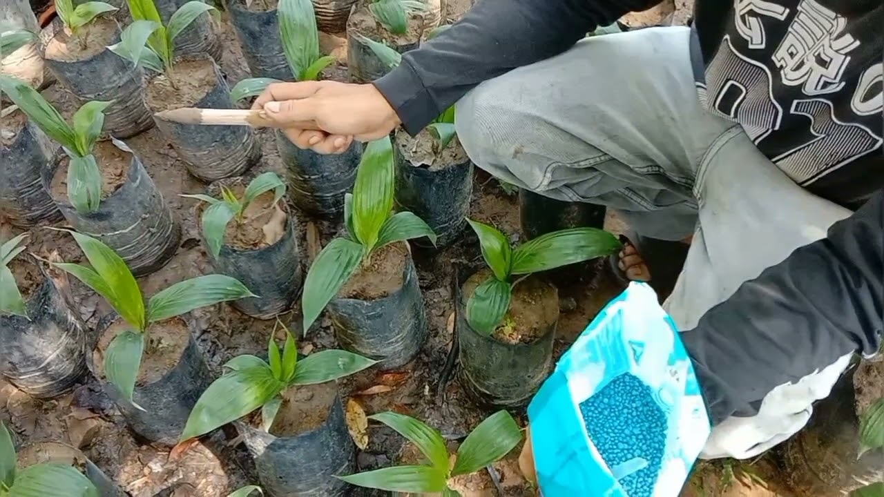 Pemupukan kecambah sawit usia 3 bulan PPKS marihat