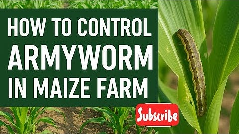 How to Control Fall Armyworm in Maize Farm and the Best Insecticides to Use.