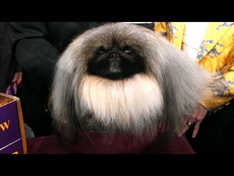 Best In Show: Westminster Dog Show 2012 Ends With Crowning Of Malachy, A Pekingese, As Top Dog