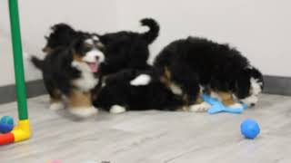 Blue Diamond Jenny Mini Bernedoodle Litter