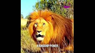 Why The Righteous Should Be As Bold As A lion #holyspirit #jesus