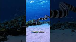 The Oceans Most Venomous Snake But Surprisingly Shy?
