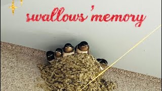 swallow memory  2014 旅立ち！