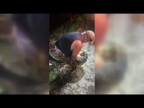 Pair catches potentially record-breaking Burmese python in the Everglades
