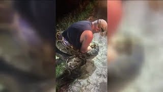 Pair catches potentially record-breaking Burmese python in the Everglades