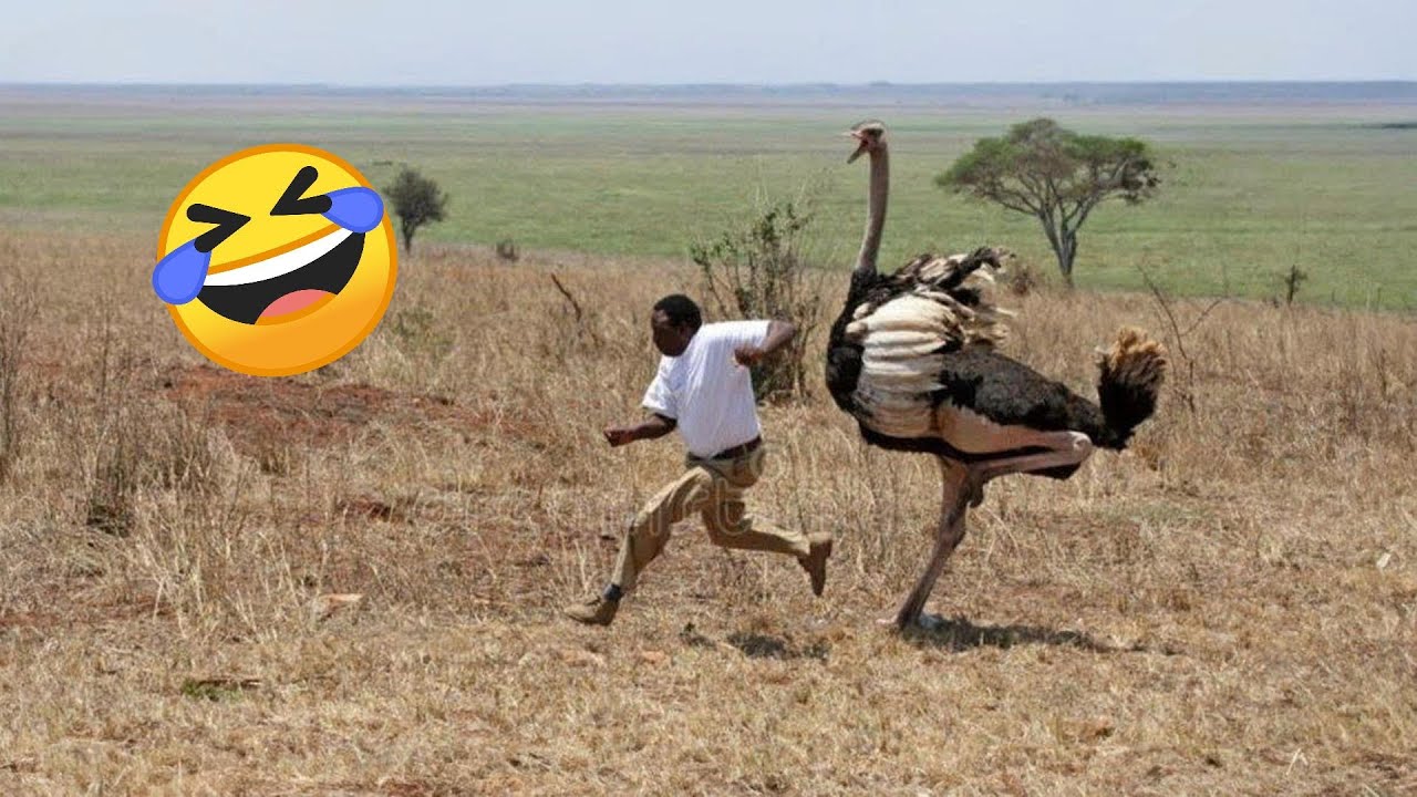 TRY NOT TO LAUGH 😆 Best Funny Videos Compilation 😂😁😆 Memes PART 244