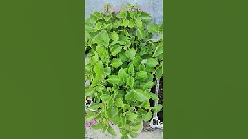 Cây Húng Chanh – Thảo Dược Quý Trong Vườn & Công Dụng Tuyệt Vời!