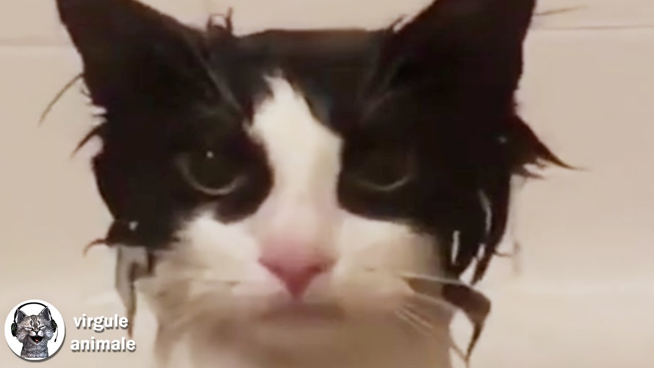 Revanche Des Humains VS Chats - Drôle d'animaux