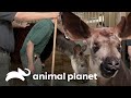 Un okapi presenta dificultad para respirar | El Zoológico del Bronx | Animal Planet