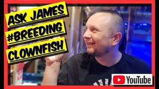 All You Need To Know About BREEDING CLOWNFISH. Ask James