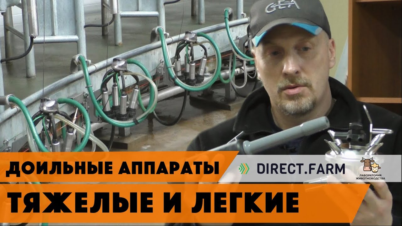 Машинное доение коров это