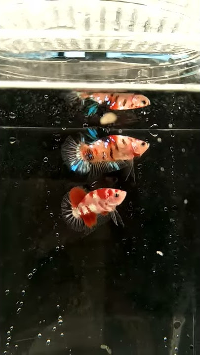 Copper Koi Fancy OHMPK
