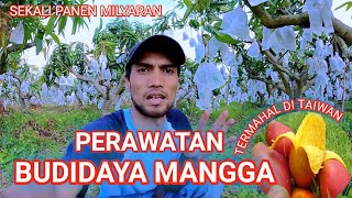 Budidaya Mangga Di Taiwan