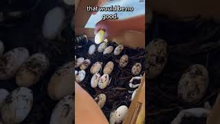 Check out the variety found in the Gator Egg Clutch