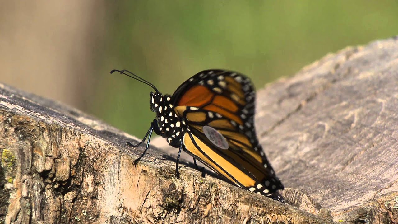 Conservation Connect: Monarch Tagging - YouTube