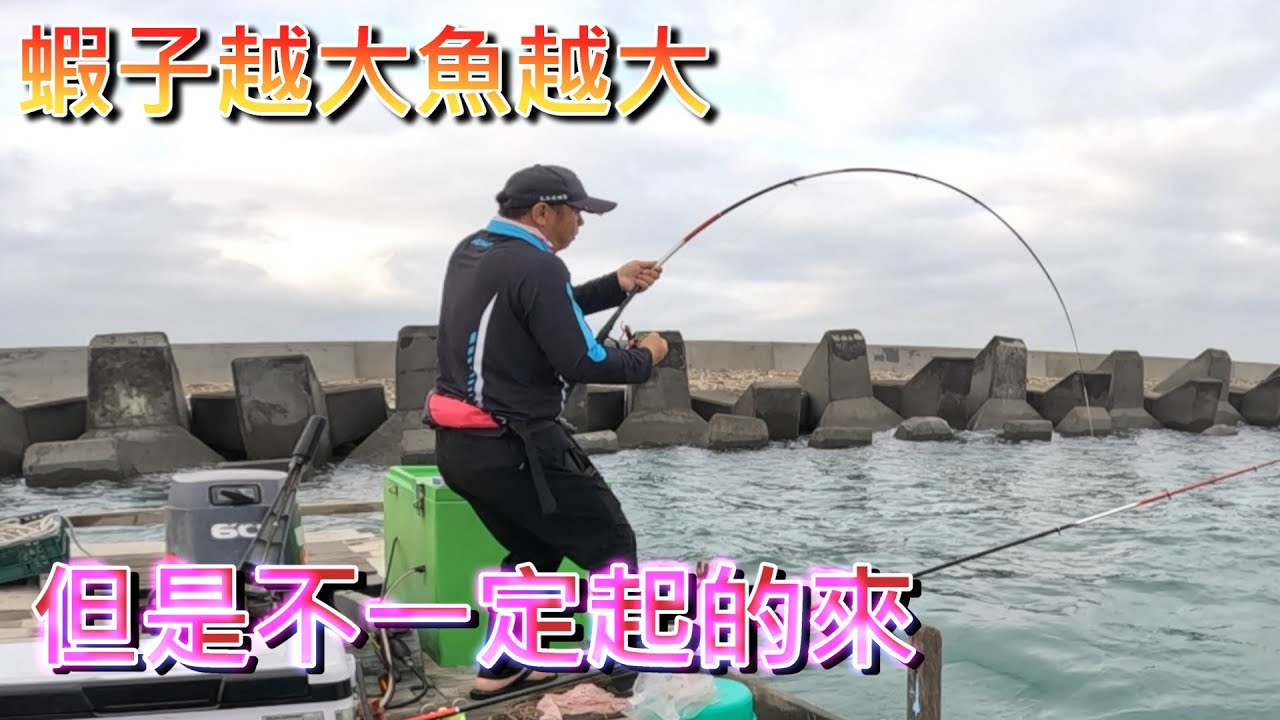 西西離島 蝦子越大魚越大 最近很多兩三斤的 還有一去不回頭的大物 應該鮸魚跟石斑有靠