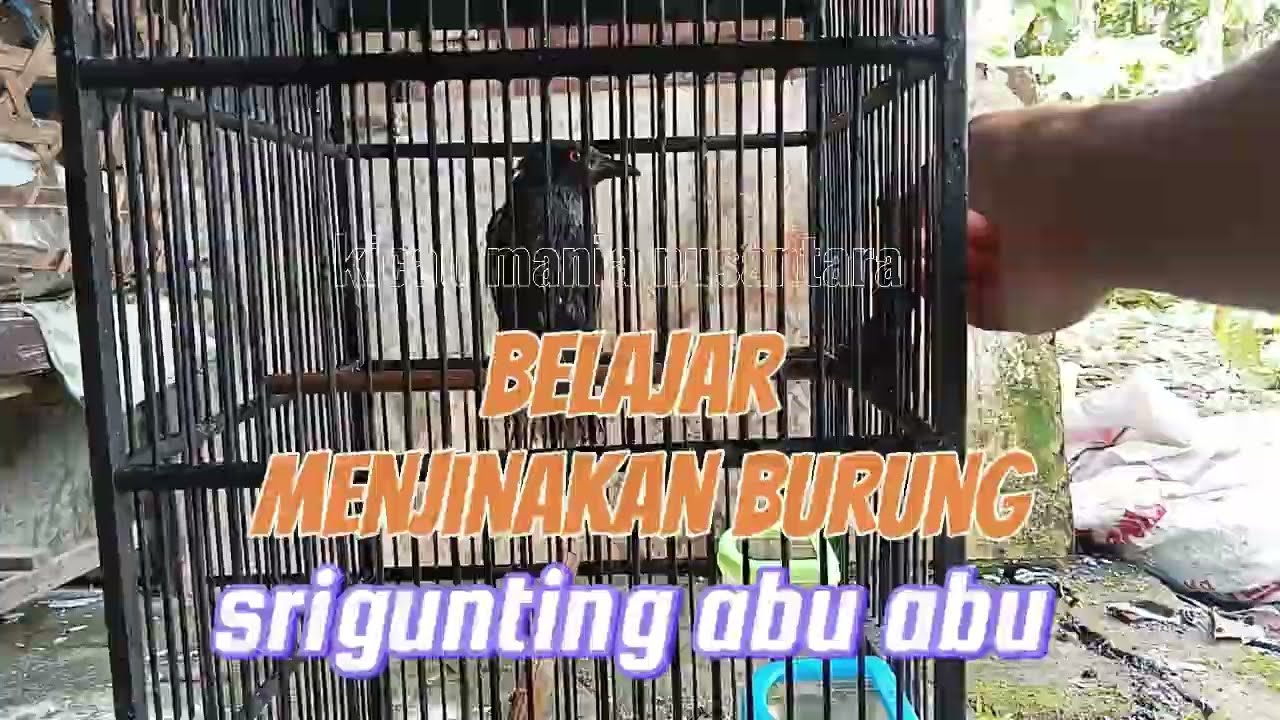 belajar menjinakan burung srigunting abu abu